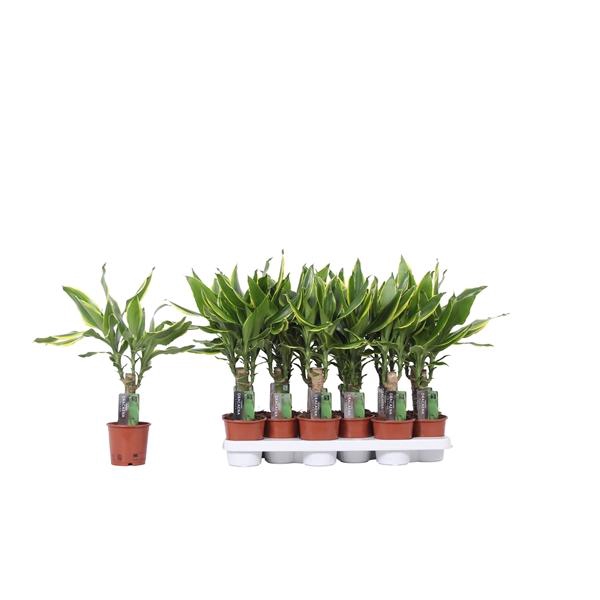 <h4>Dracaena fragrans Golden Coast</h4>