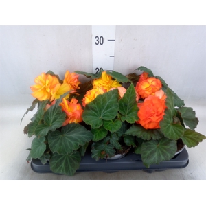 Begonia