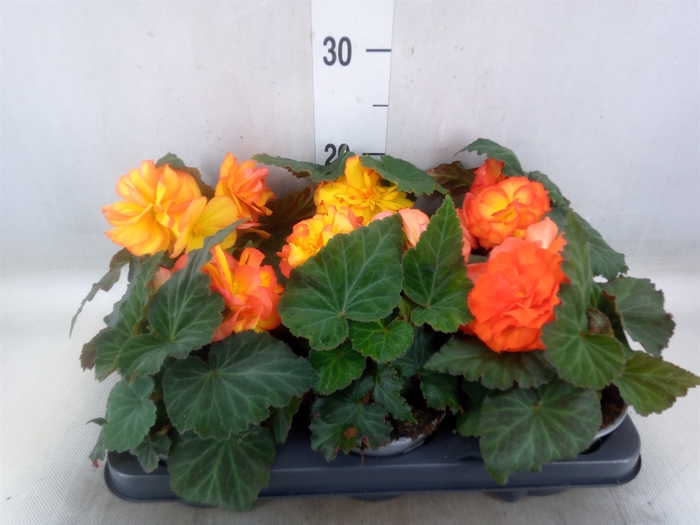 <h4>Begonia</h4>
