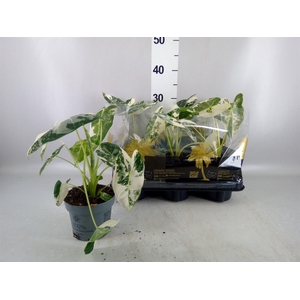 Alocasia micholitziana 'Freydyk'