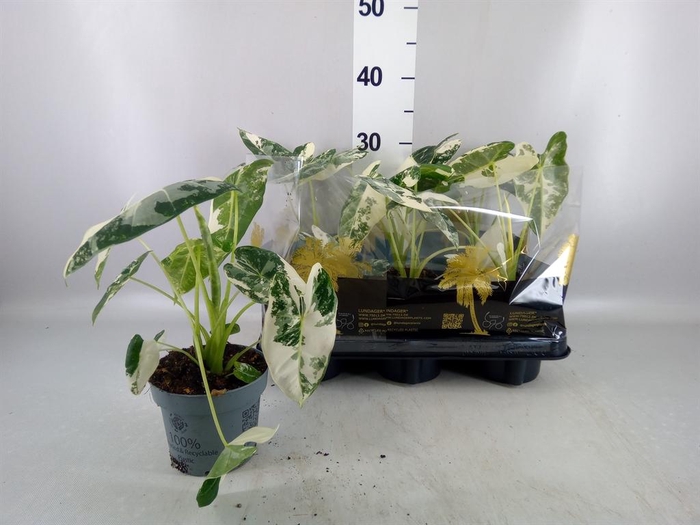 <h4>Alocasia micholitziana 'Freydyk'</h4>