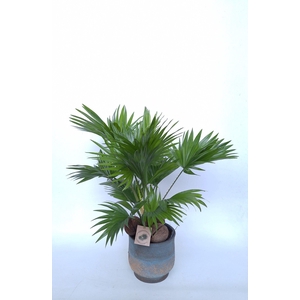 Livistona in Shirley sinly bleu D19