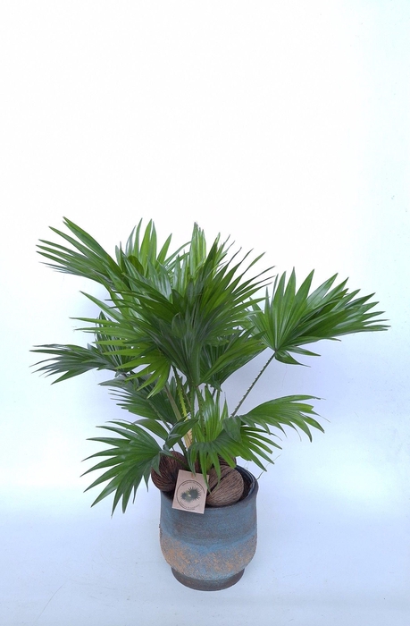 <h4>Livistona in Shirley sinly bleu D19</h4>