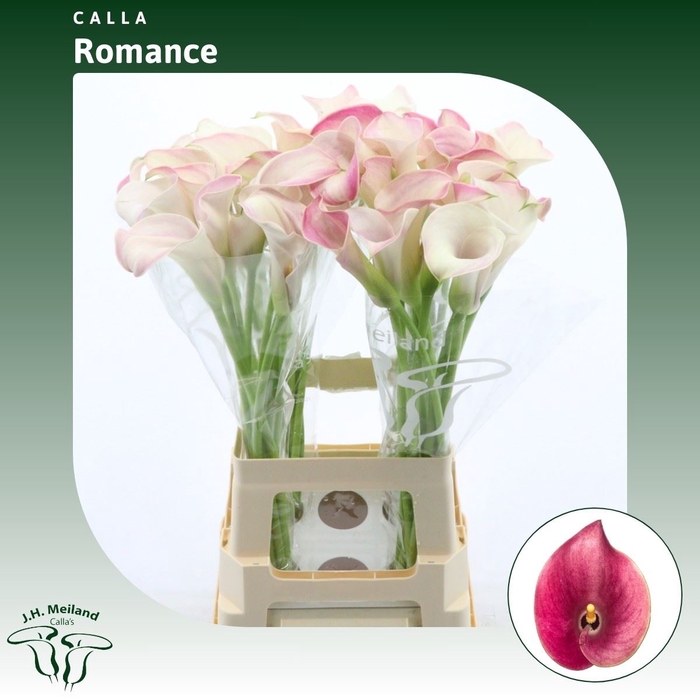 <h4>Calla Romance</h4>