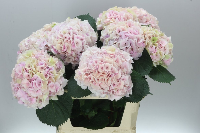 <h4>Hyd Pink Touch Classic</h4>