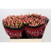 Hypericum Sweet Romance