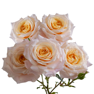 R TR MORNING STAR Tessa