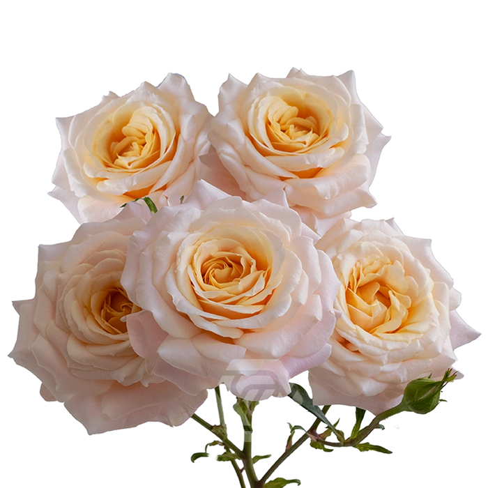 <h4>R TR MORNING STAR Tessa</h4>