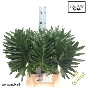 Philodendron Xantal