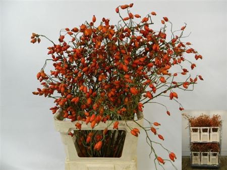 <h4>Rosa Zaffiro</h4>