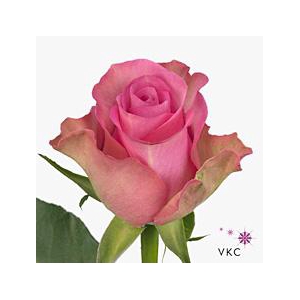 Rosa large royal jewel