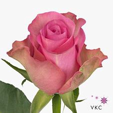 <h4>Rosa large royal jewel</h4>
