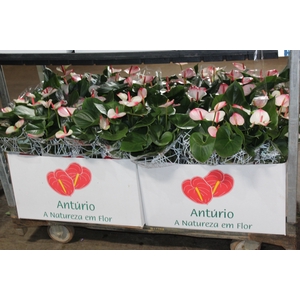 ANTHURIUM PRINCE AMALIA ELEGANCE P15