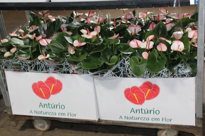 ANTHURIUM PRINCE AMALIA ELEGANCE P15
