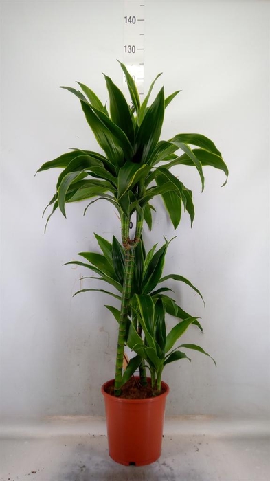 <h4>Dracaena fr de 'Art'</h4>