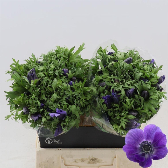 <h4>Anemone Galil Blauw</h4>