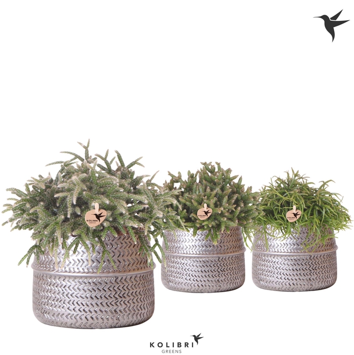 <h4>Kolibri Greens Rhipsalis mix in Groove pot silver</h4>