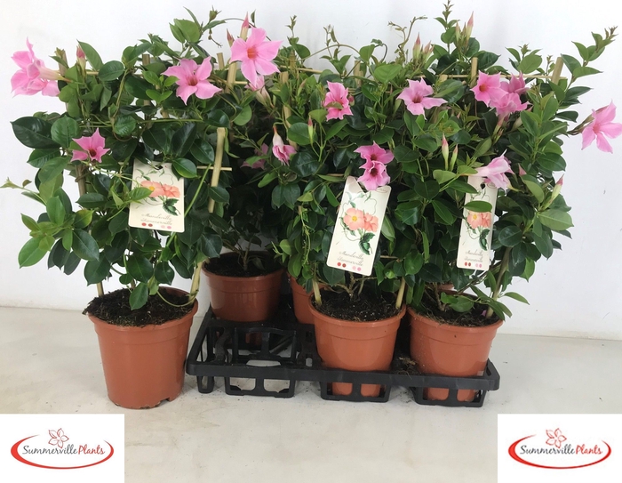<h4>MANDE SUN CR PINK</h4>
