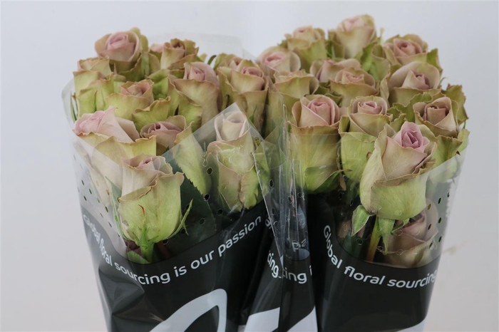 <h4>R Gr Amnesia</h4>