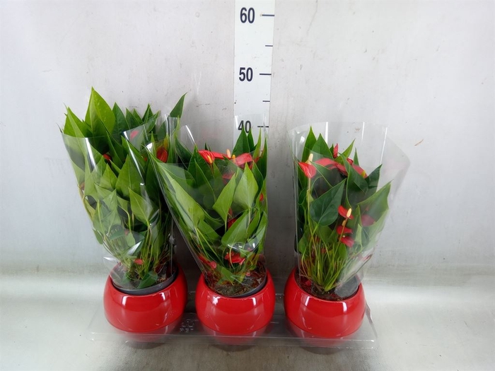<h4>Anthurium andr. 'Mill Flowers Red'</h4>