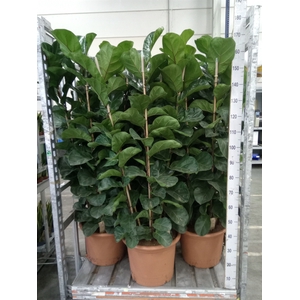 Ficus lyrata 'Bambino'