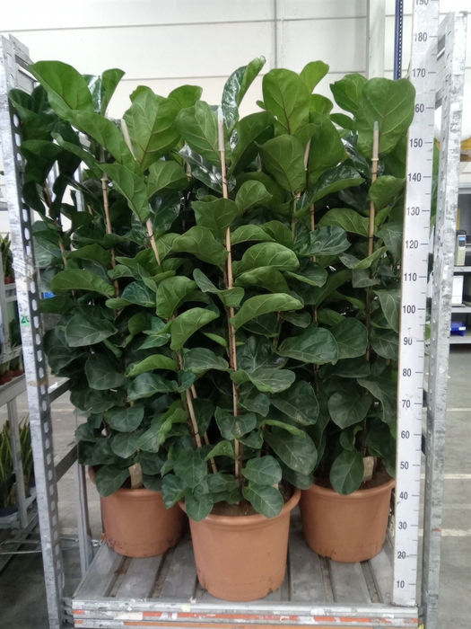 <h4>Ficus lyrata 'Bambino'</h4>