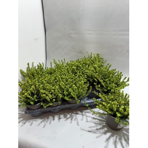 CALLU BL STEFFI