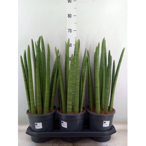 Sansevieria cyl.  ...