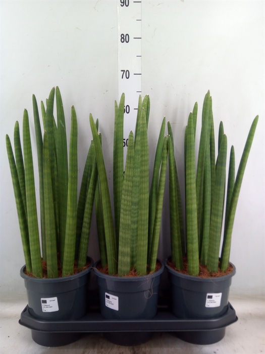 <h4>Sansevieria cyl.  ...</h4>