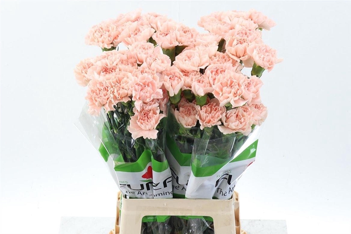 <h4>Di St Peach Novia</h4>