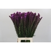 Liatris Callilepis