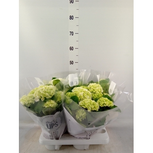 Hydrangea mac.   ...