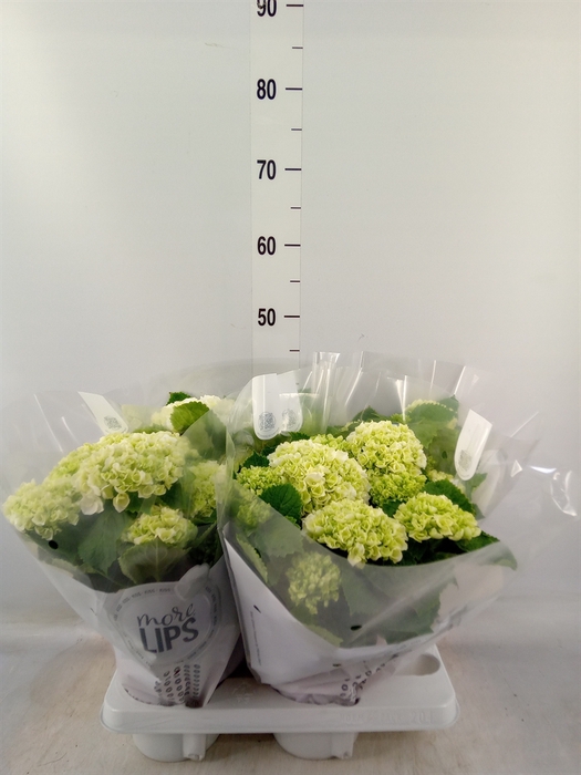 <h4>Hydrangea mac.   ...</h4>