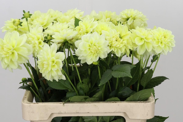 <h4>Dahlia Champagne</h4>
