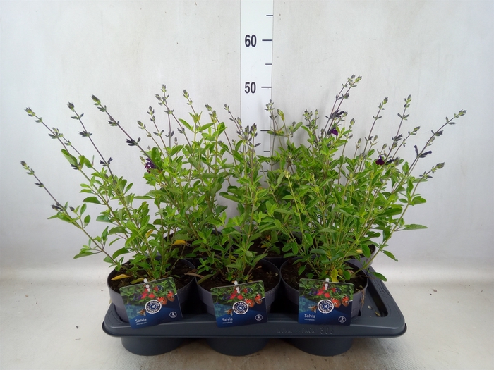 <h4>Salvia greggii 'Mirage Blue'</h4>
