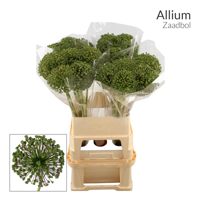 <h4>ALLIUM ZAADBOLLEN 991</h4>