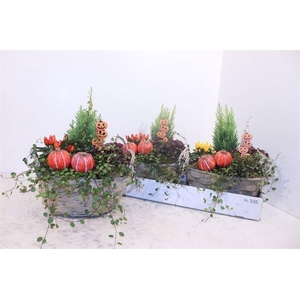 ARR TUINPLANTEN