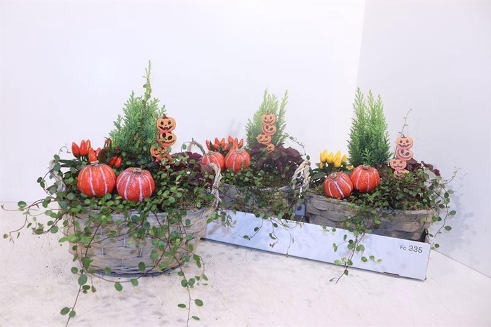 <h4>ARR TUINPLANTEN</h4>