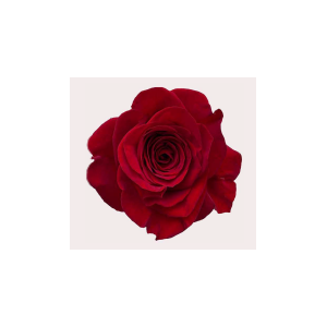 R Gr Freedom Red 50cm CO