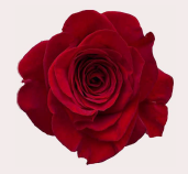 <h4>R Gr Freedom Red 50cm CO</h4>