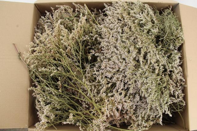 <h4>DF Tataricum Gonio Natural 1kg</h4>