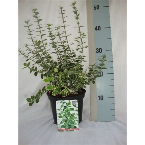 <h4>Euonymus fortunei 'Emerald Gaiety'</h4>