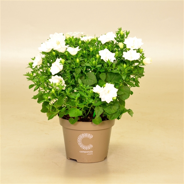 <h4>Campanula iso. 'Dublin White'</h4>