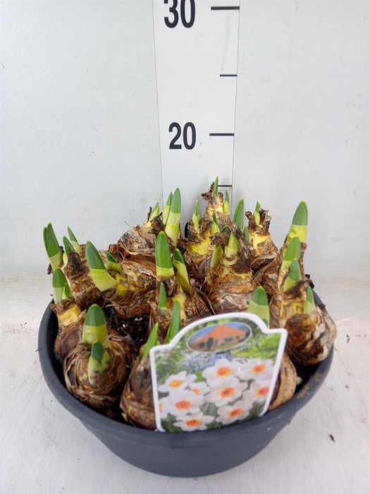 <h4>Narcissus   ...</h4>