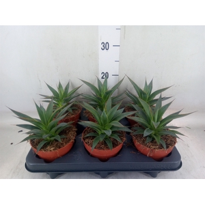 Agave  'Shaka Koko'