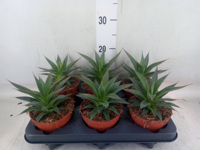 <h4>Agave  'Shaka Koko'</h4>