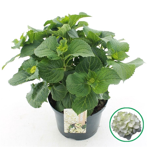 <h4>Hydrangea macr. Wit C5 (23cm.) Kn.</h4>
