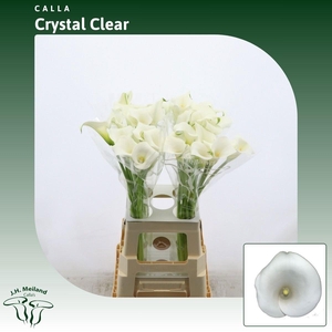 ZANT CRYSTAL CLEAR