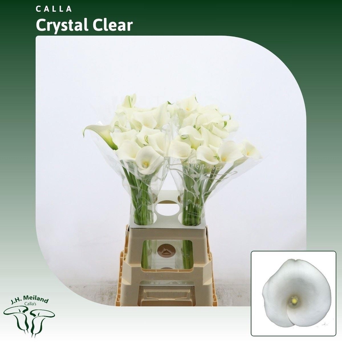 <h4>ZANT CRYSTAL CLEAR</h4>