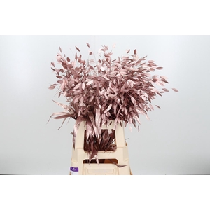 Chasmantium Kl Bh Rose Goud